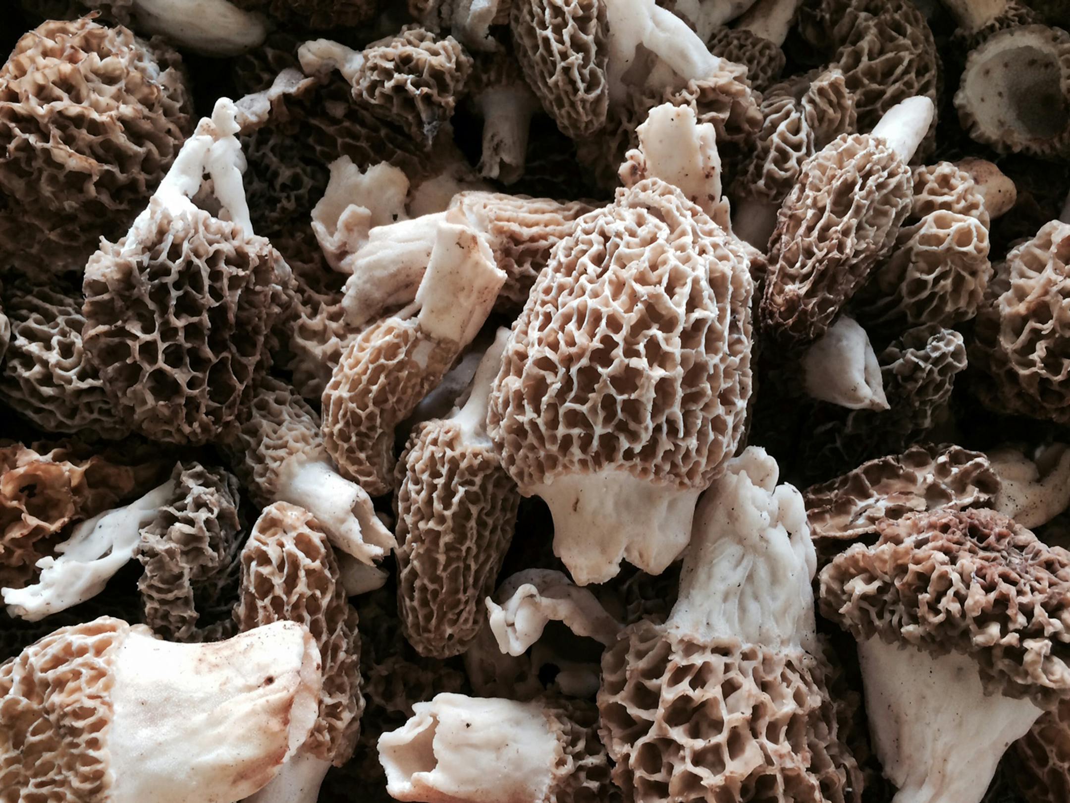 Rick Nelson Morel mushrooms.
