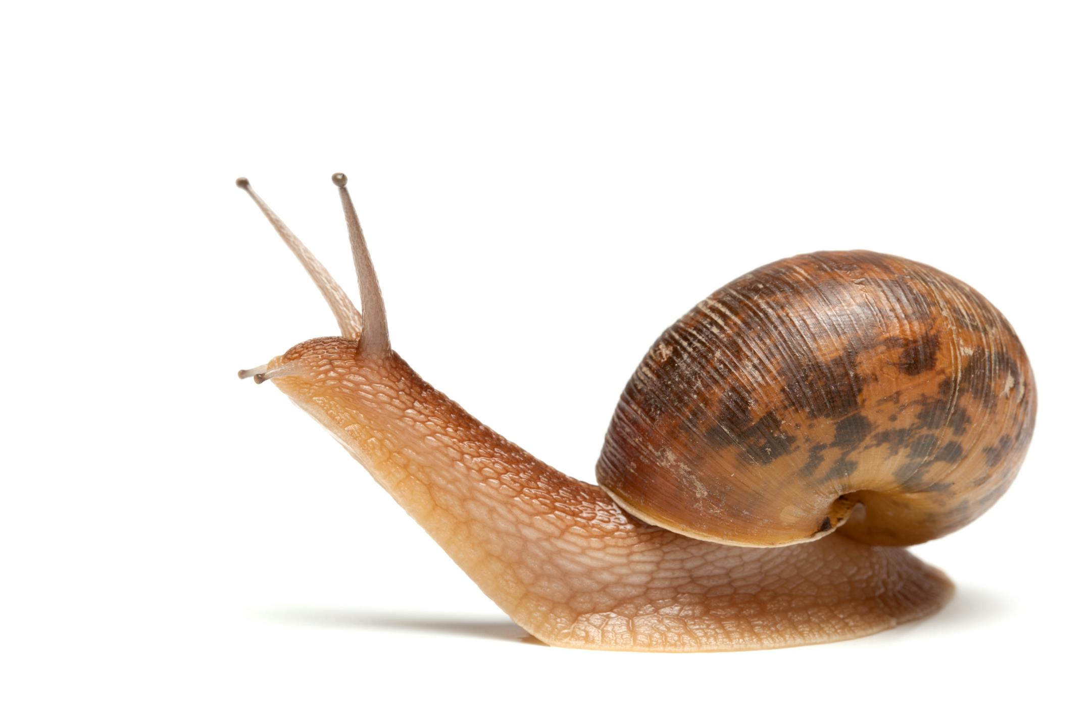 Slow and steady at least finishes the race.