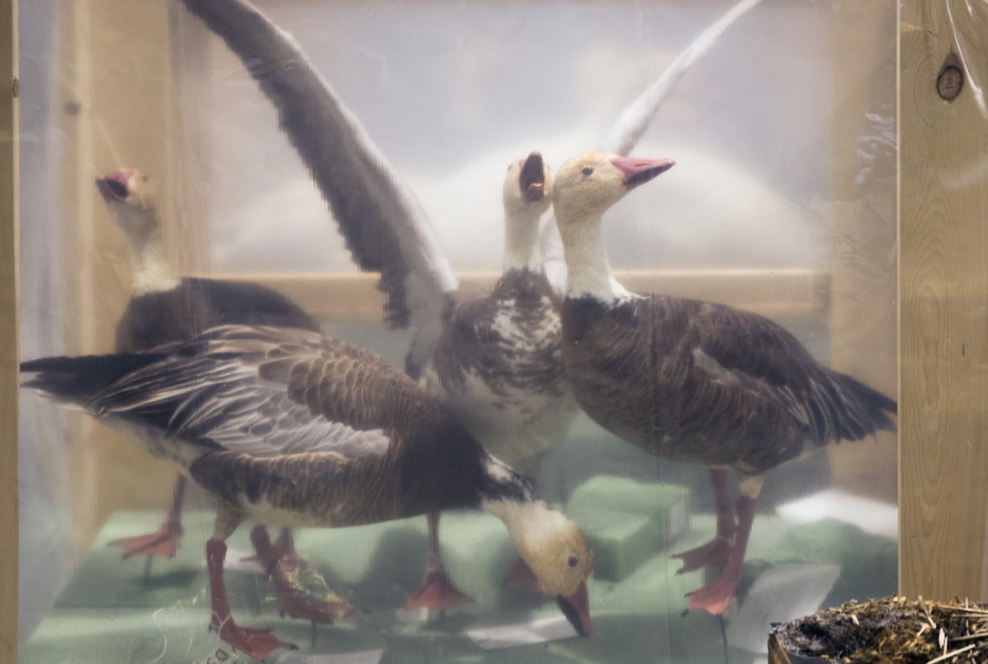 Workers are putting the finishing touches on three dioramas -- Lake Pepin, Sandhill cranes and snow geese -- as the Bell Museum continues getting ready for the grand re-opening this summer. Here, restored taxidermy snow geese wait in their protective crates for installation in the diorama. ]
BRIAN PETERSON &#x2022; brian.peterson@startribune.com
St. Paul, MN 01/02/2018