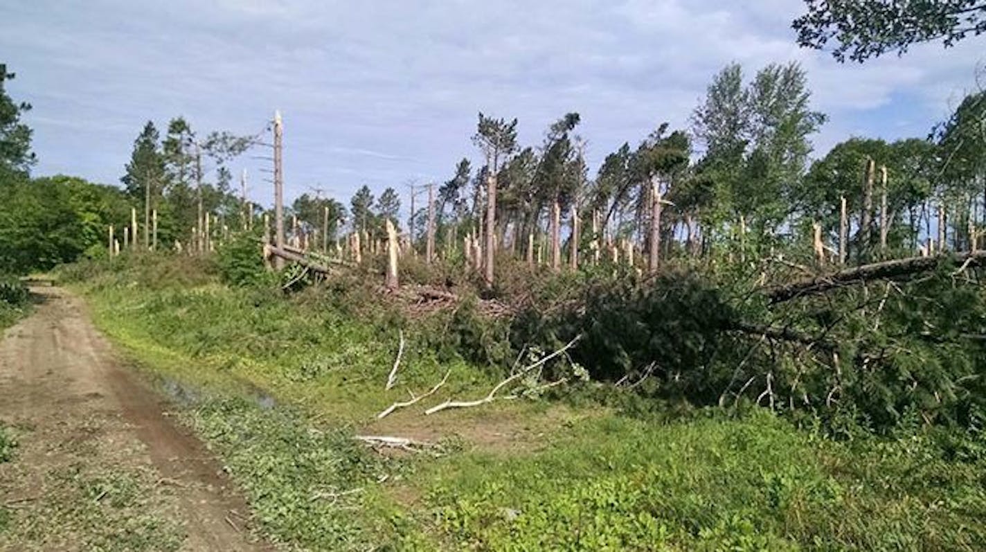 High winds from a storm that swept through the Brainerd lakes area Sunday night knocked down trees in Pillsbury State Forest, prompting its closure.