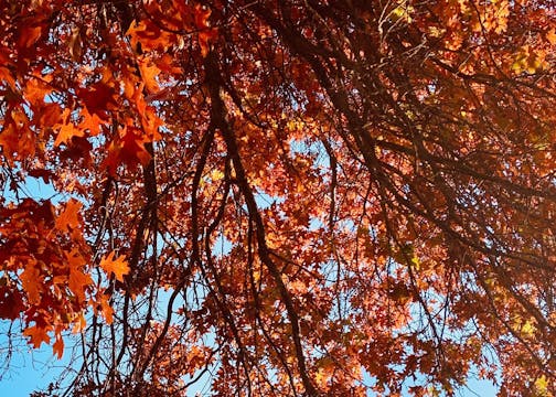 Another red oak heavy with leaves.