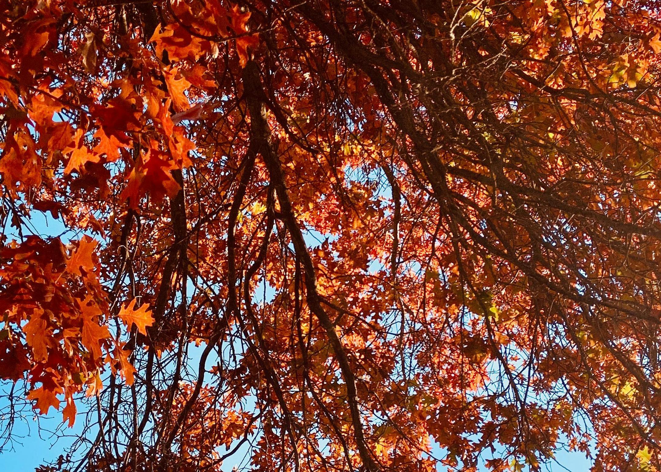 Another red oak heavy with leaves.