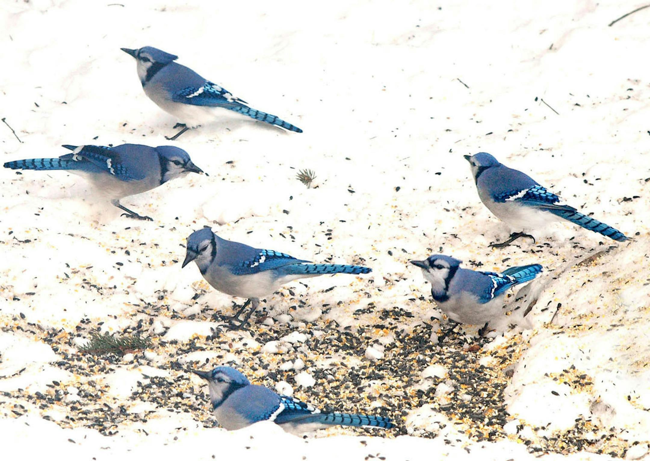 Blue jays are some of the most beautiful birds in the winter landscape, and they&#x2019;re always eager for some quick calories. credit: Jim Williams
