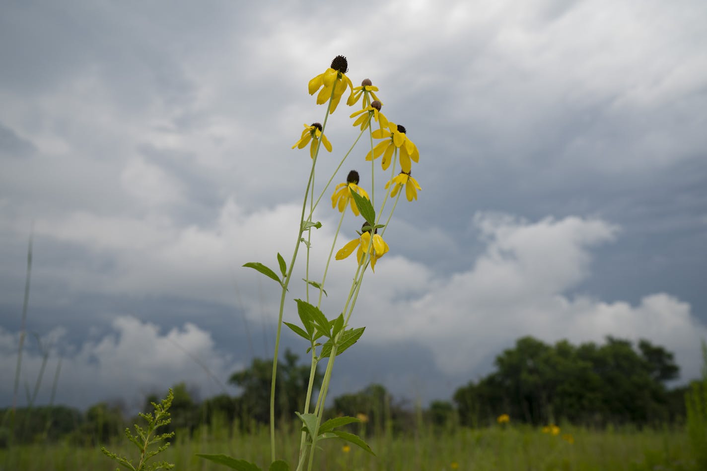 Yellow coneflowers against a backdrop of threatening skies Monday afternoon. ] JEFF WHEELER &#x2022; jeff.wheeler@startribune.com A weather system with dark clouds moved through the Twin Cities Monday afternoon, August 5, 2019. Wildflowers on Pilot Knob in Mendota Heights framed a view of them.