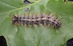 In spring gypsy moths hatch into caterpillars, which eat voraciously for five to six weeks.