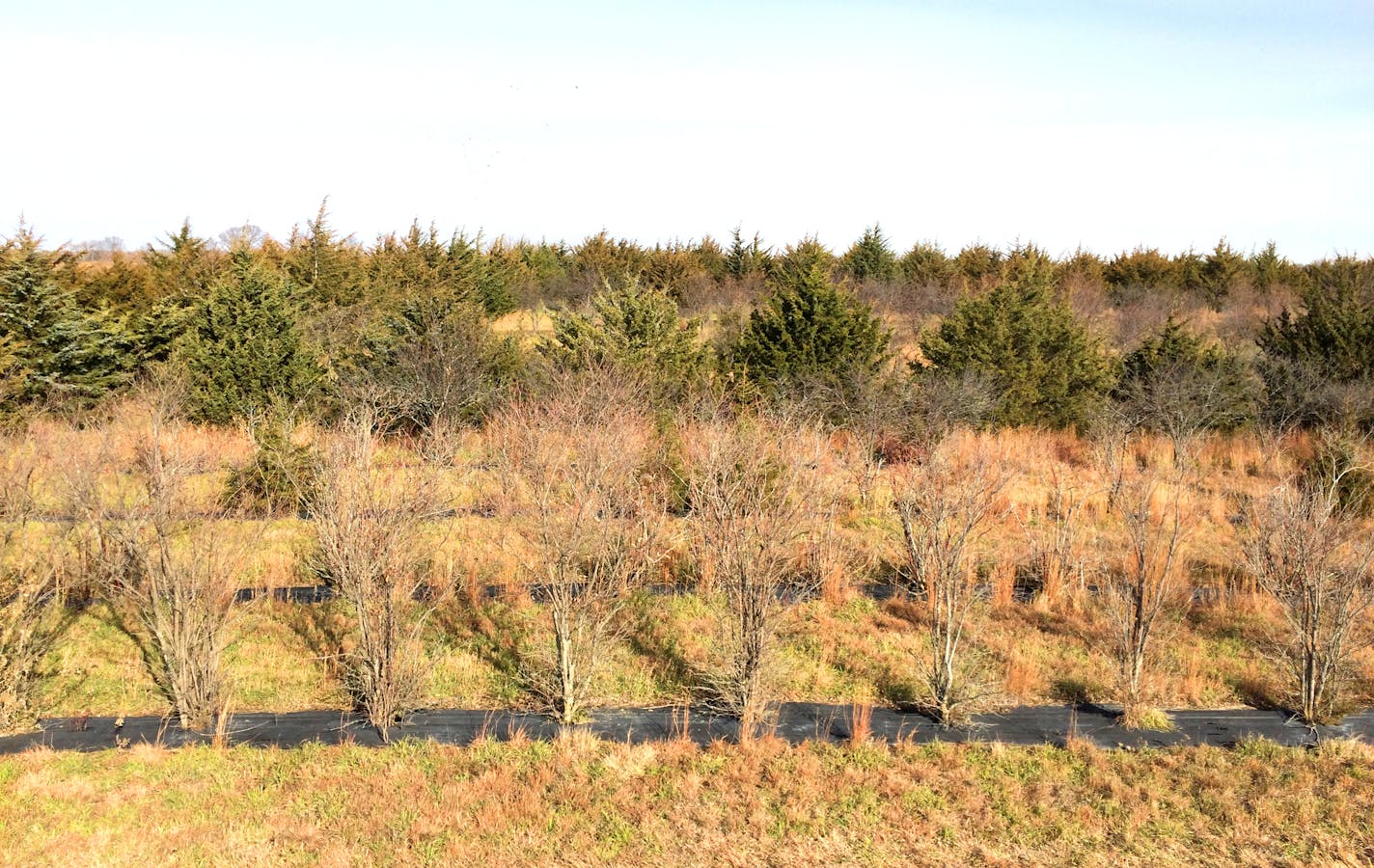 The shelter belt on the Brian Naas property was professionally designed by a government agency.