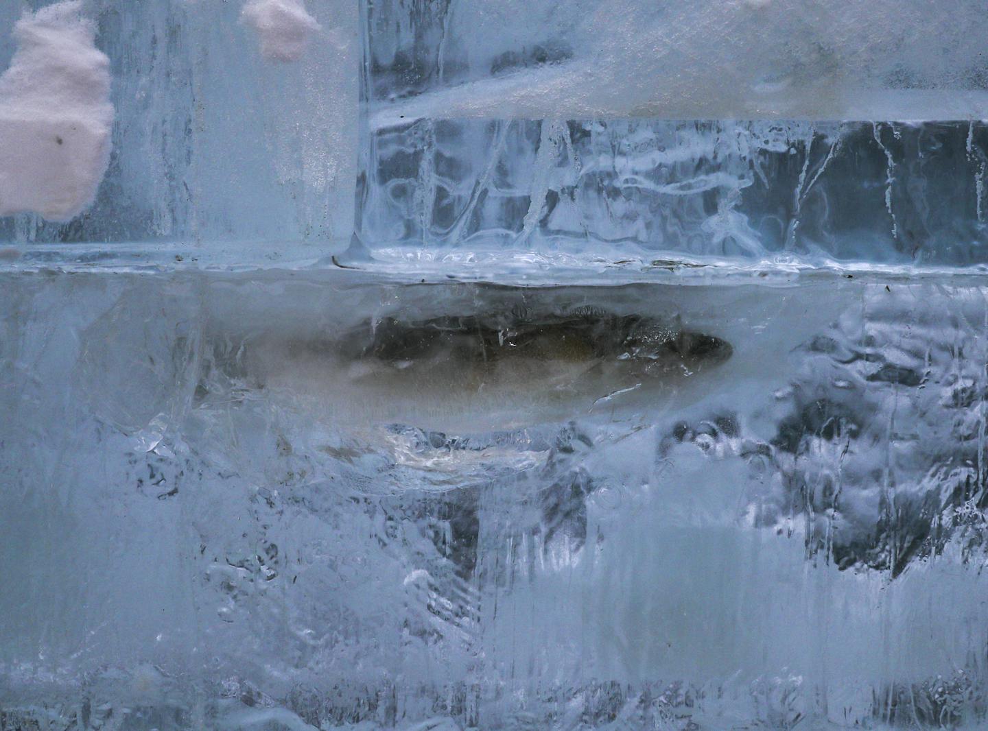 Walleye on Ice - The 2018 Winter Carnival Ice Palace was officially lit Thursday evening in Rice Park in downtown St. Paul. The 70 foot tall palace is the first to grace St. Paul's celebration of winter since 2004. The palace is made up of 4,000 blocks of ice, weighing nearly 4 million pounds. ] BRIAN PETERSON &#xef; brian.peterson@startribune.com
St. Paul, MN 01/22/18