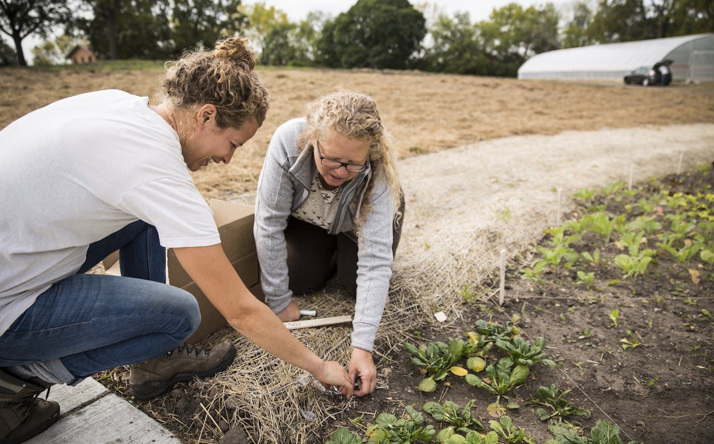 Eartha Bell, left, the executive director of Frogtown Farm and Park, works on the lettuce crops with farm consultant Cherry Flowers in the park in St. Paul onTuesday, October 6, 2015. ] LEILA NAVIDI leila.navidi@startribune.com /