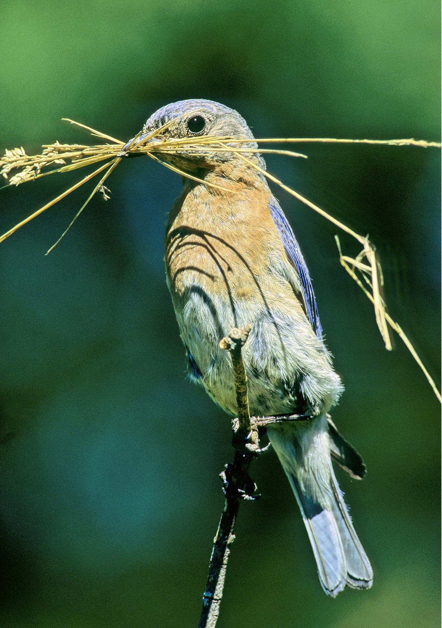 DO NOT USE! ONE-TIME USE WITH BILL MARCHEL COPY ONLY. Photo by Bill Marchel. A female eastern bluebird is on her way to a nesting box with a beak full of grass which she will use for nesting material.