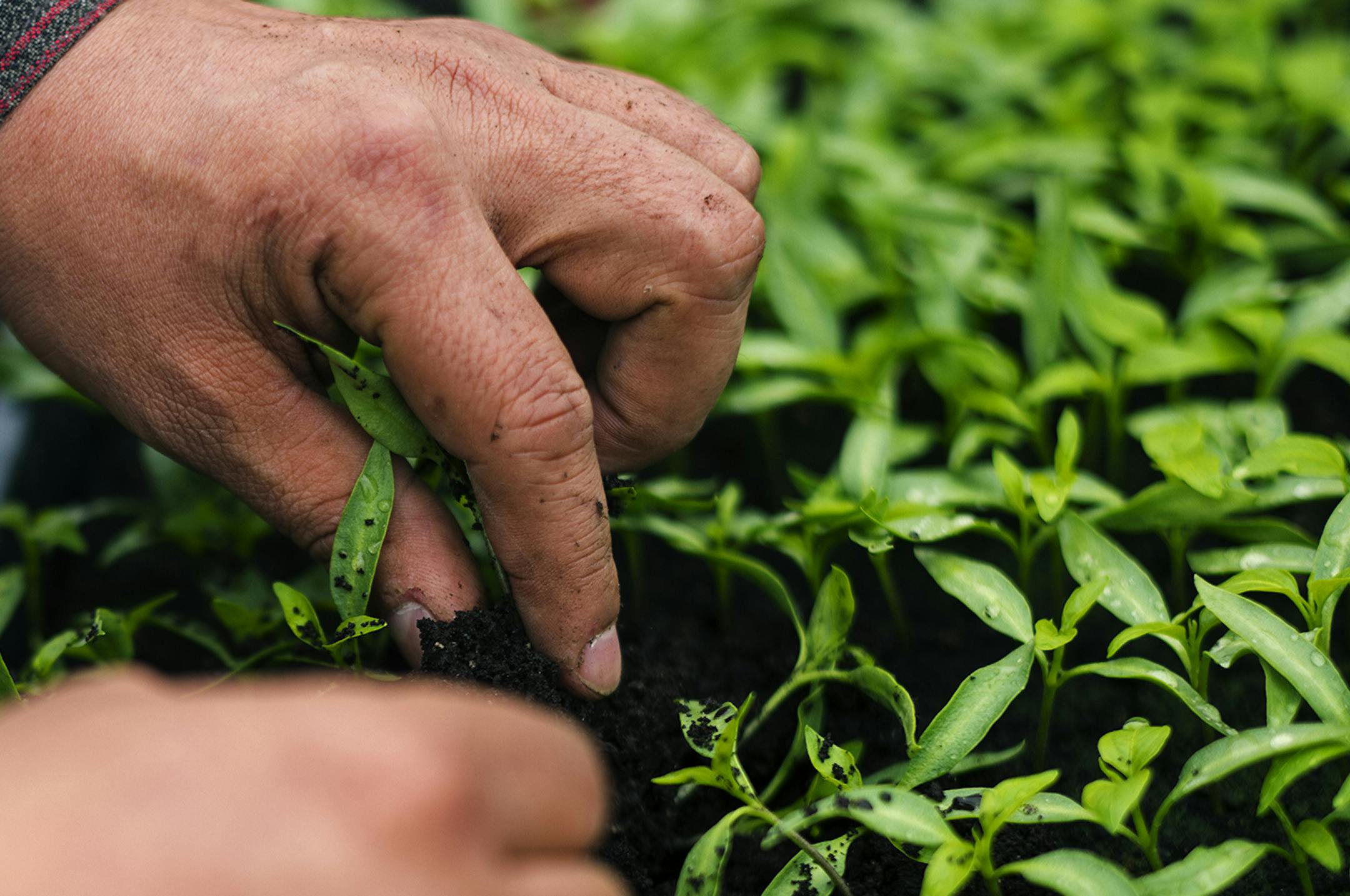 At the greenhouse at Big River Farms at Marine on St. Croix, Tomas Silva tends to his pepper seedlings. He plans to have the peppers used in his mother's salsa recipes.] Richard Tsong-Taatarii/rtsong-taatarii@startribune.com ORG XMIT: MIN1504201931093979
