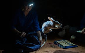 Katherine Moseby of Arid Recovery, a wildlife reserve in South Australia, releases a bilby, which has the erect ears of a rabbit and the protruding sn
