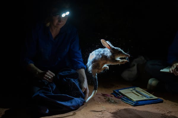 Katherine Moseby of Arid Recovery, a wildlife reserve in South Australia, releases a bilby, which has the erect ears of a rabbit and the protruding sn