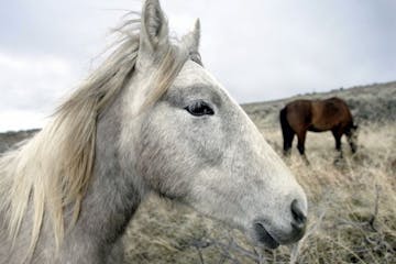 FILE - In this March 14, 2006 file photo, a herd of wild horses graze near the Carson River in Carson City, Nev. Wild horse advocates say they have no