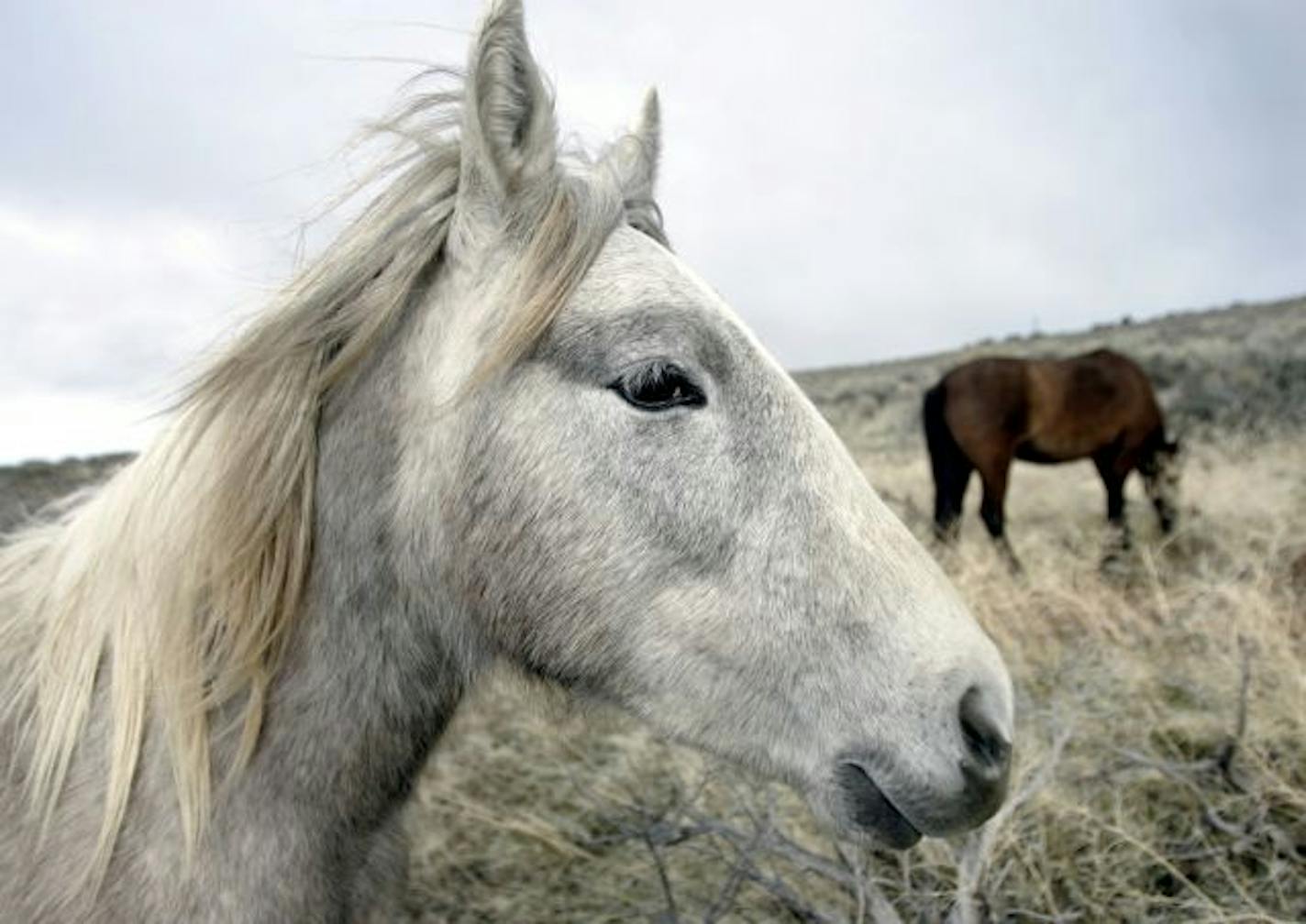 FILE - In this March 14, 2006 file photo, a herd of wild horses graze near the Carson River in Carson City, Nev. Wild horse advocates say they have no recourse but the courts after federal land managers rejected their request for an immediate moratorium on mustang roundups. The Bureau of Land Management plans to remove more than 30,000 horses from Western rangelands over the next three years to deal with soaring numbers of the animals and costs to manage them in a plan unveiled by Interior Secre