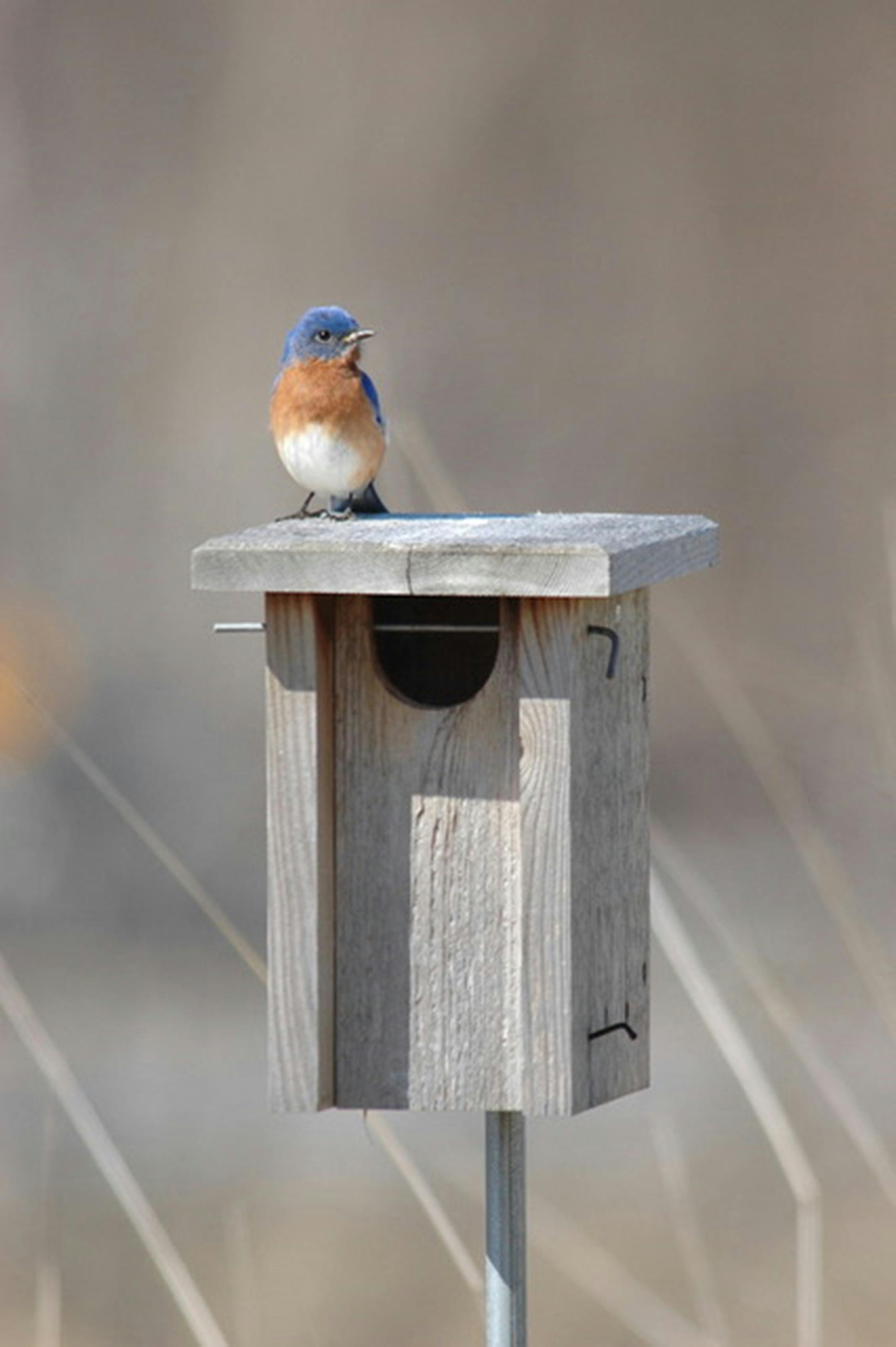 Jim Williams photo. This wooden nest box, designed by Steve Gilbertson of Aitkin, Minn., is as good as it gets.