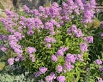 Fragrant Jeana garden phlox (Phlox paniculata ‘Jeana’) with lavender-pink clusters is the 2024 Perennial Plant of the Year.