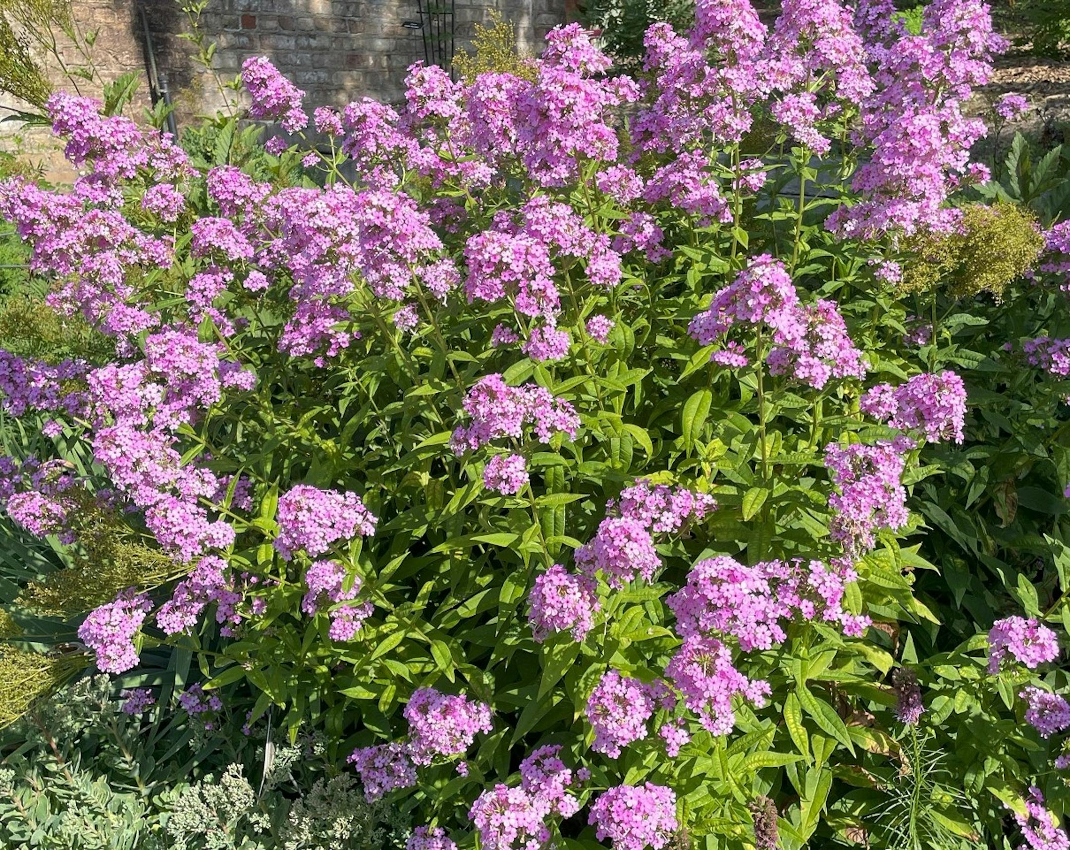 Fragrant Jeana garden phlox (Phlox paniculata ‘Jeana’) with lavender-pink clusters is the 2024 Perennial Plant of the Year.