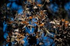 Perhaps rebounding from a path of extinction, 14,025 Western Monarch Butterflies cluster together on lace lichen and Monterey pines at the Monarch But