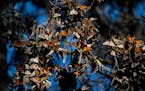 Perhaps rebounding from a path of extinction, 14,025 Western Monarch Butterflies cluster together on lace lichen and Monterey pines at the Monarch But