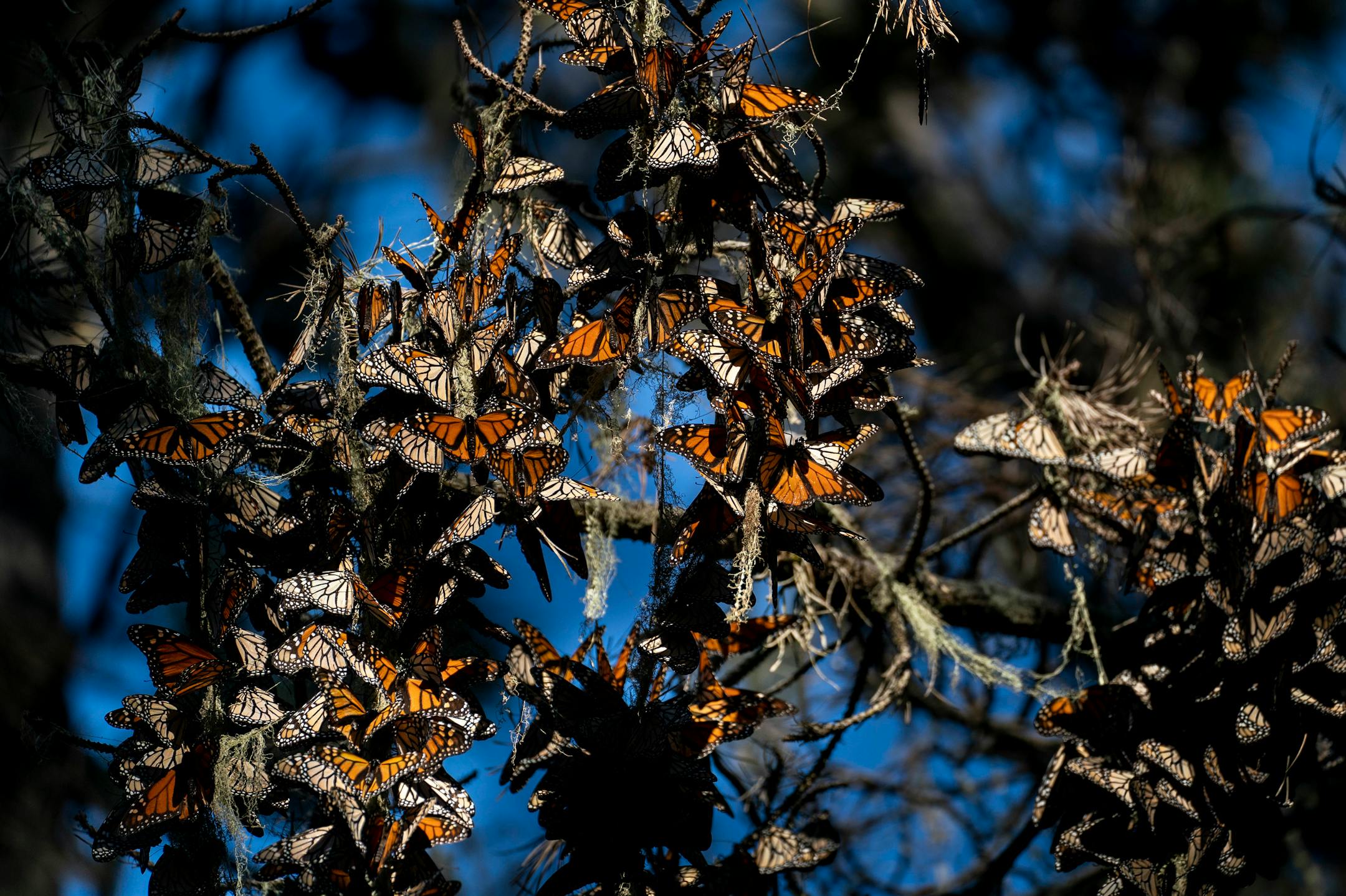 Perhaps rebounding from a path of extinction, 14,025 Western Monarch Butterflies cluster together on lace lichen and Monterey pines at the Monarch Butterfly Sanctuary in Pacific Grove, California, on December 10, 2021. (MUST CREDIT: Washington Post photo by Melina Mara.)