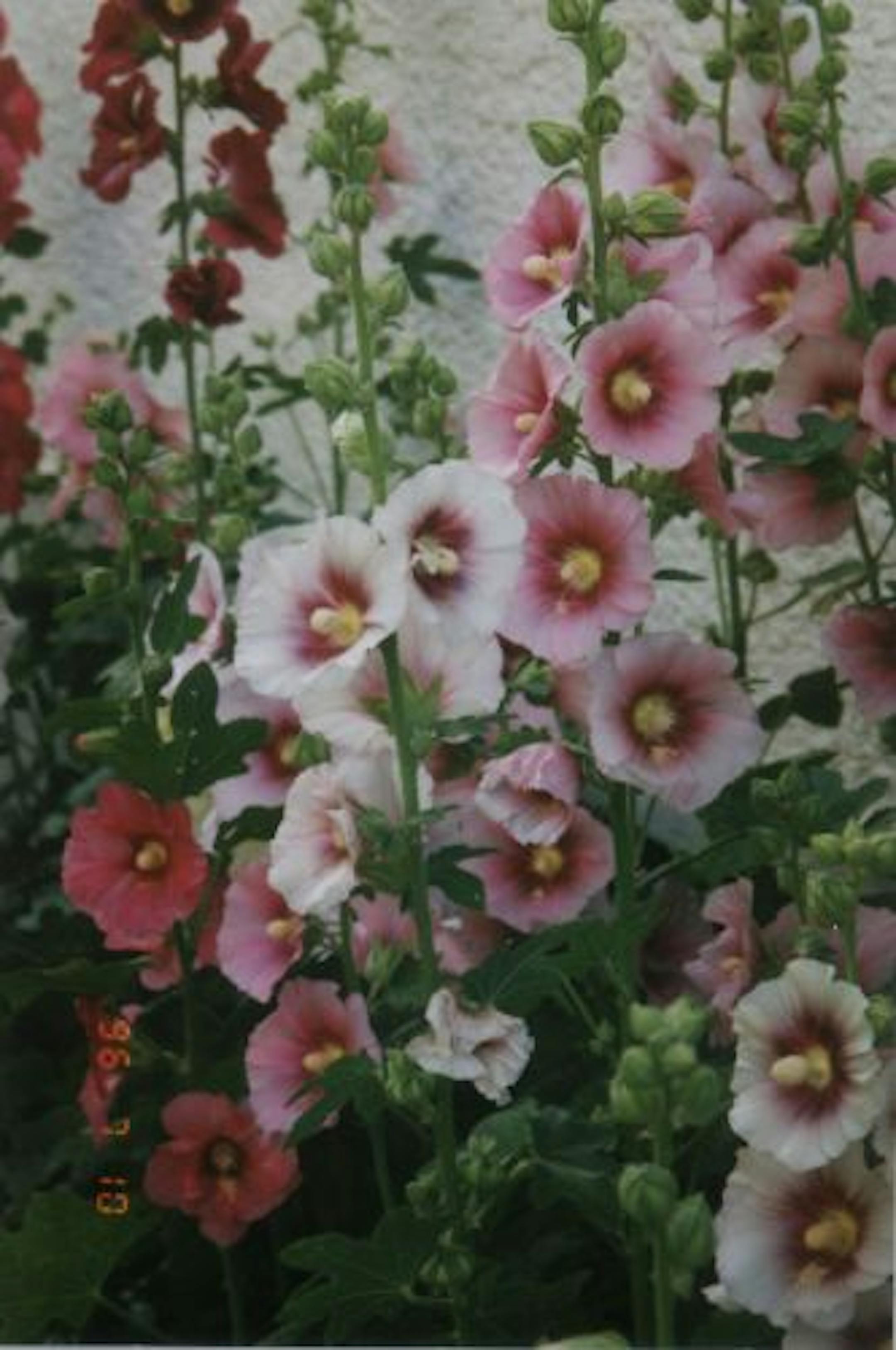 Hollyhocks.