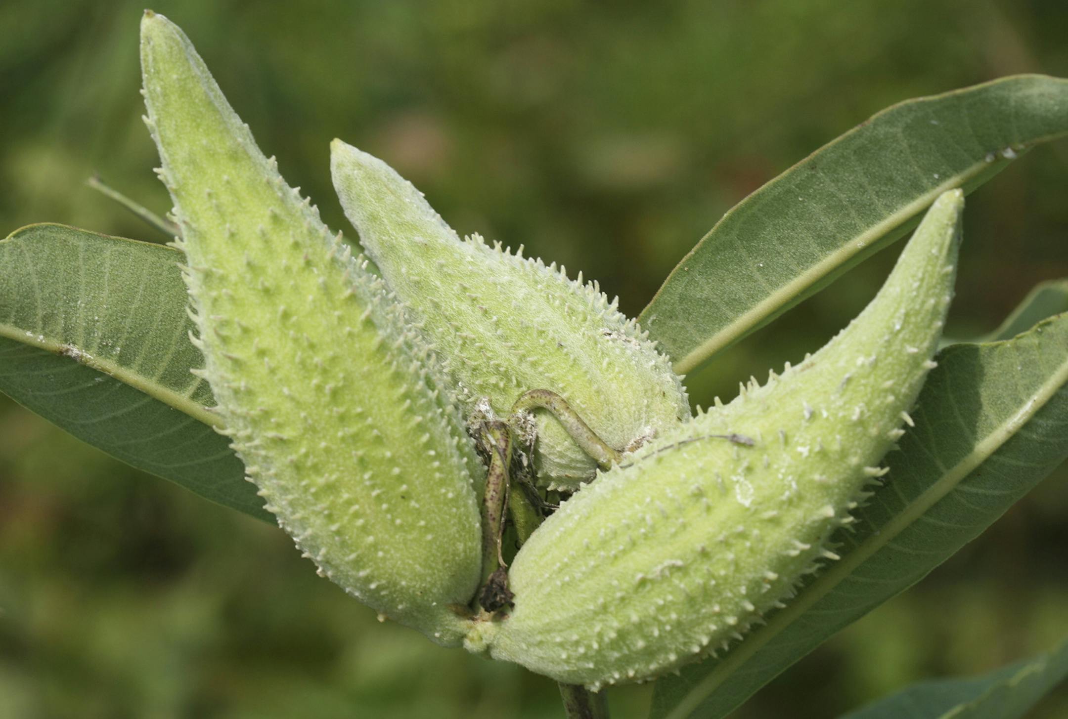 Milkweed pods are essential in keeping the monarch butterfly population growing.