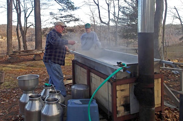 Maple sap at the boiling stage.