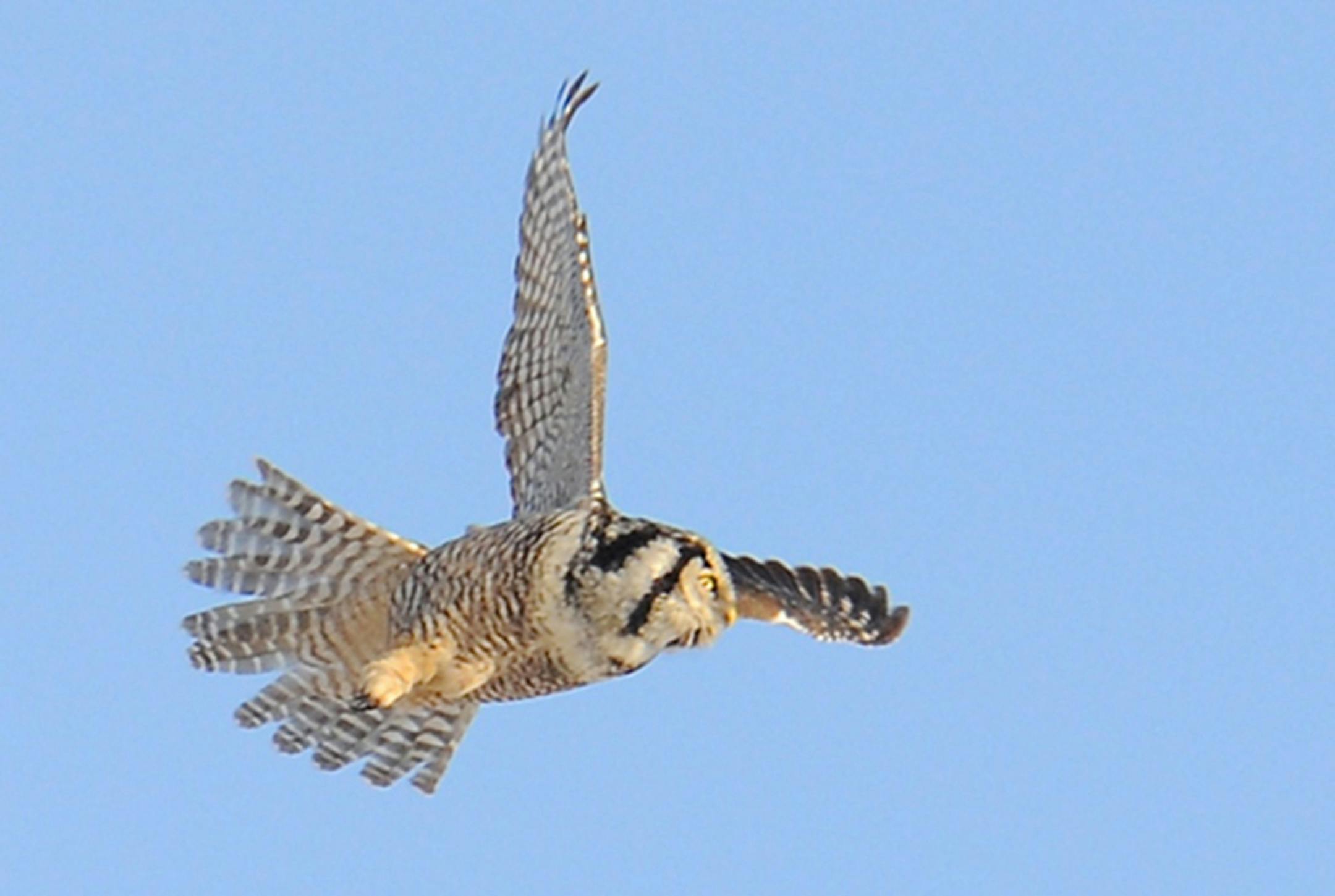 Northern Hawk-Owl credit: Jim Williams