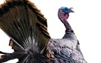 Wild turkey numbers are well north of 70,000 in Minnesota.