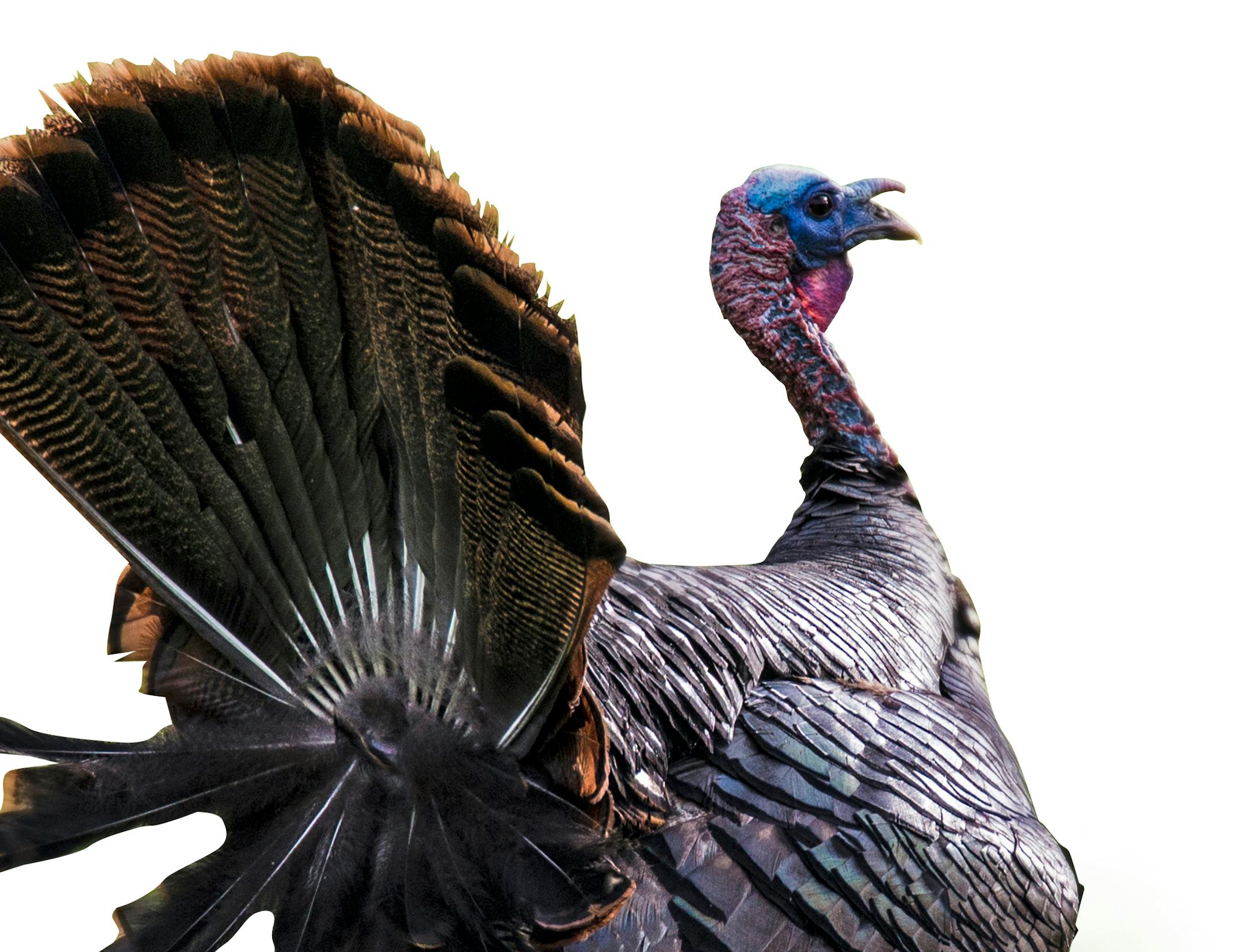 Wild turkey numbers are well north of 70,000 in Minnesota.