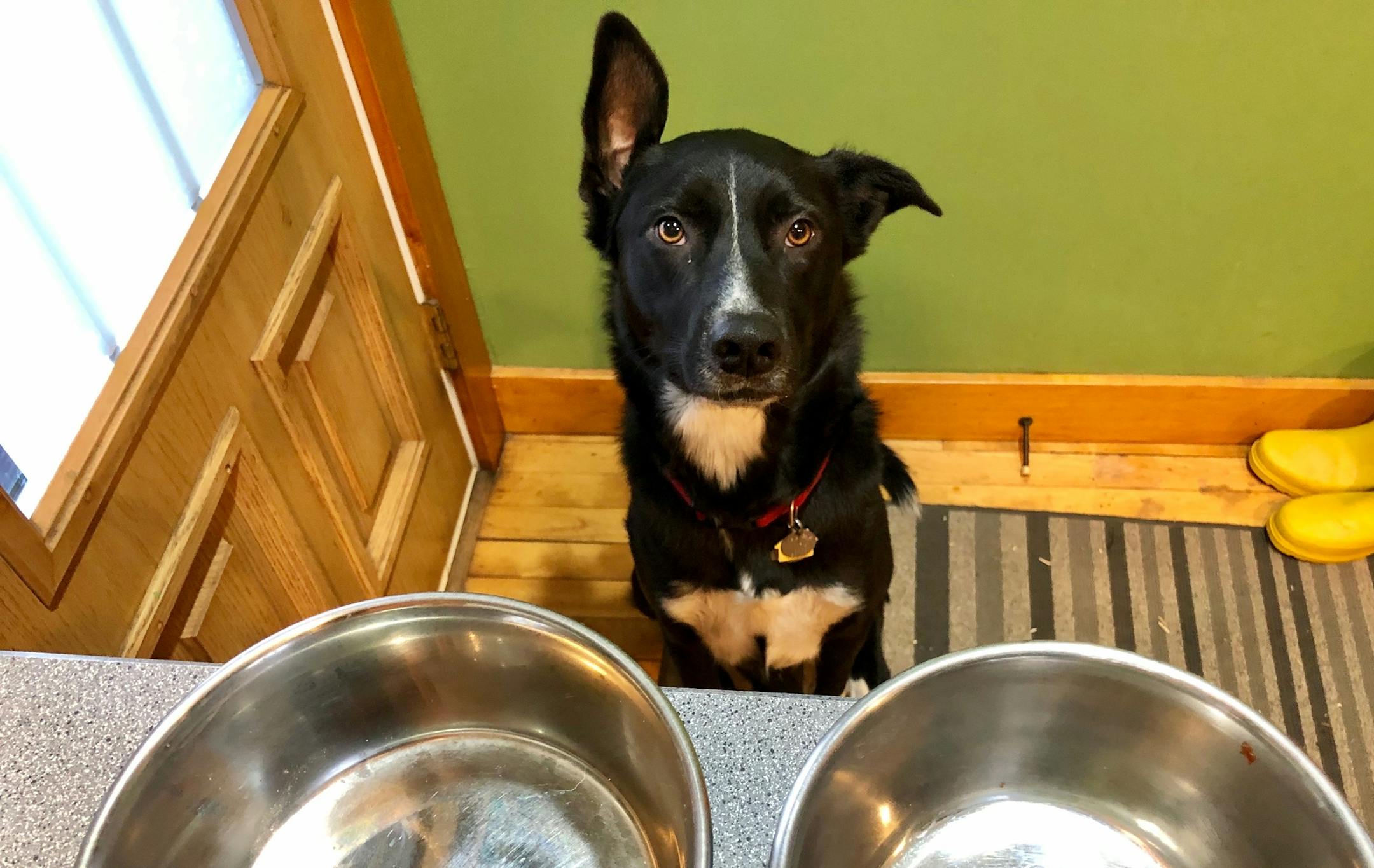 Angus likes having his people home because his dinnertime is never delayed. Photo by Doug Iverson / Star Tribune