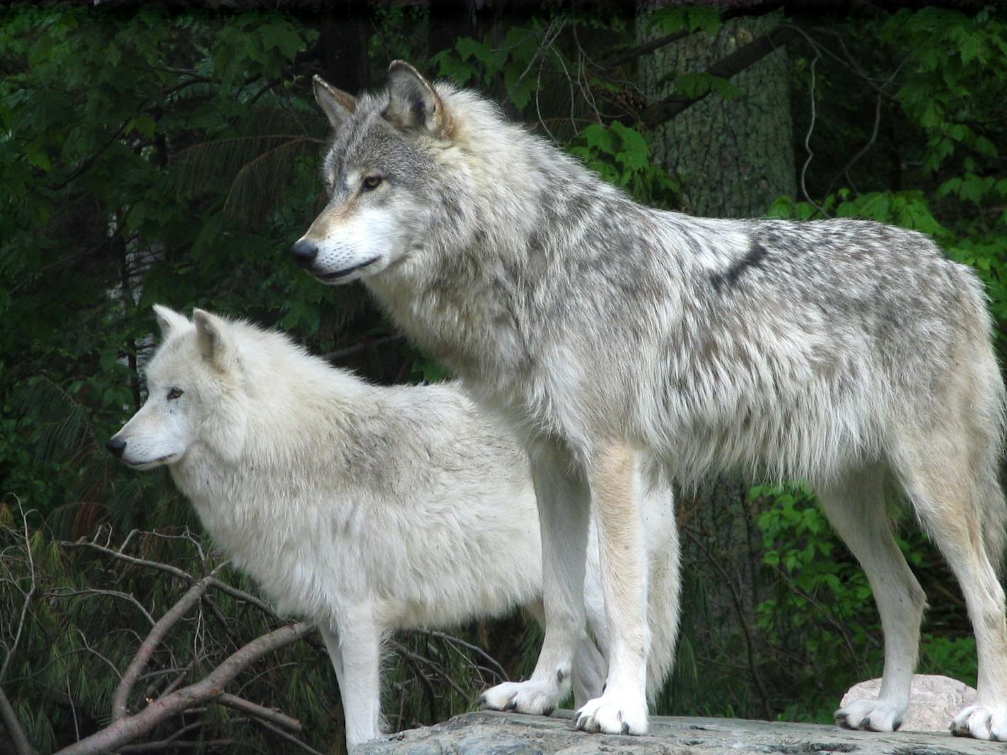 At the International Wolf Center in Ely, the resident pack is the star attraction.