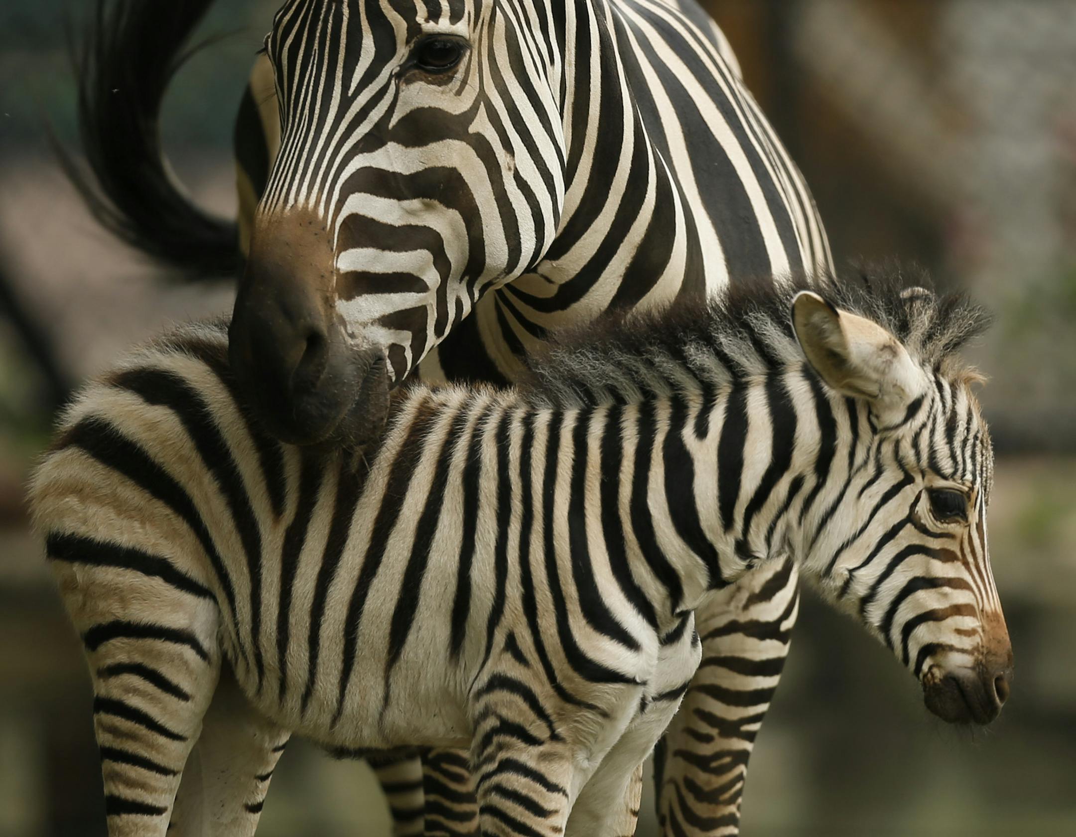 Thelma nuzzled her newborn baby at Como Zoo in St. Paul Tuesday afternoon, September 9, 2104. ] JEFF WHEELER ‚Ä¢ jeff.wheeler@startribune.com A Como Zoo zebra named Thelma gave birth to a baby boy over the weekend. Zookeepers found him Sunday morning when they arrived at work. A month and a half ago, another zebra, Minnie, gave birth to a female, Melee. Father Ulysses sired both the new foals.