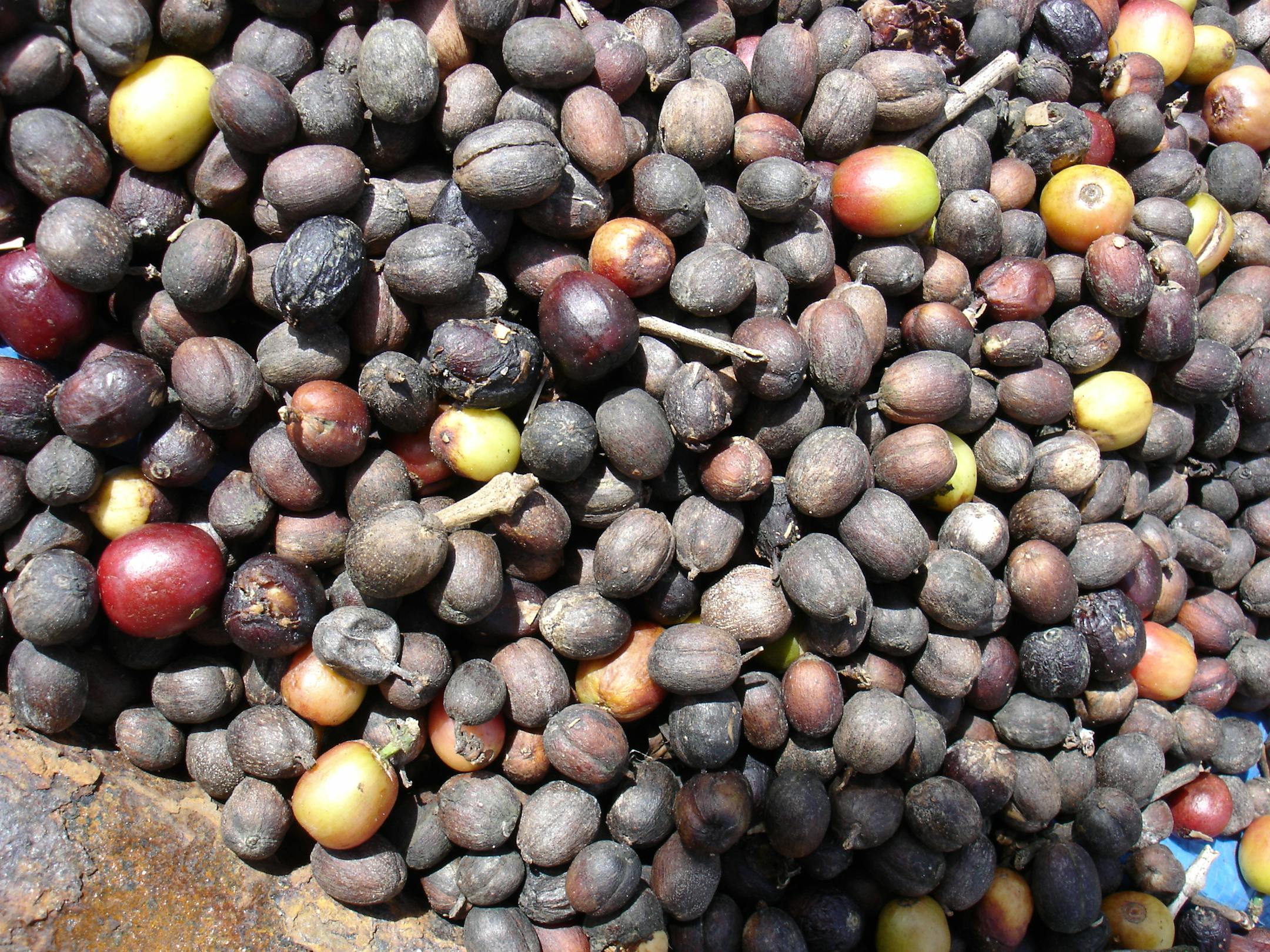 A close-up of coffee beans drying in the sun at Finca Lérida Coffee Plantation in the Chiriquí Highlands.