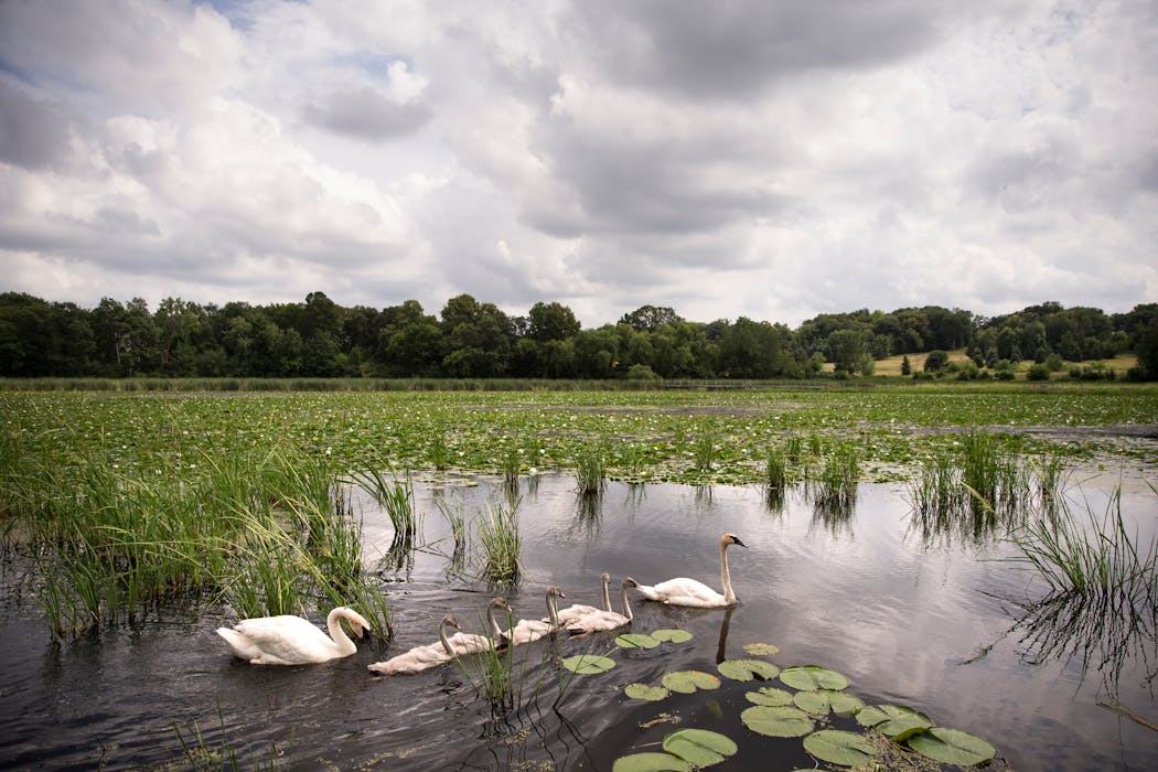 A family of swans swims in Plymouth's Lake Camelot in 2015. The lake was previously named Mud Lake.