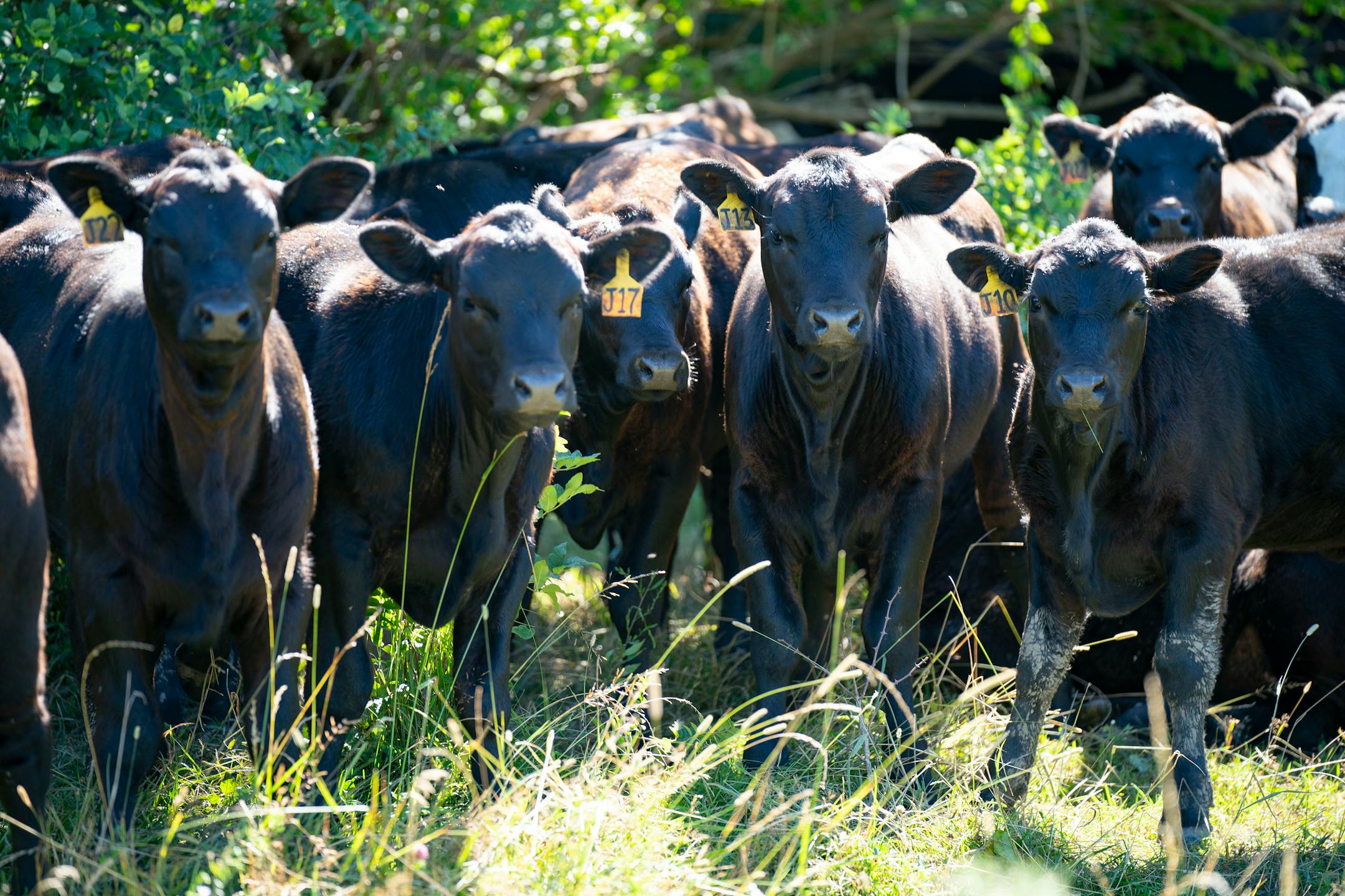 Max Gustafson checks on his cattle Thursday, July 21, 2022 at his farm in Center City.