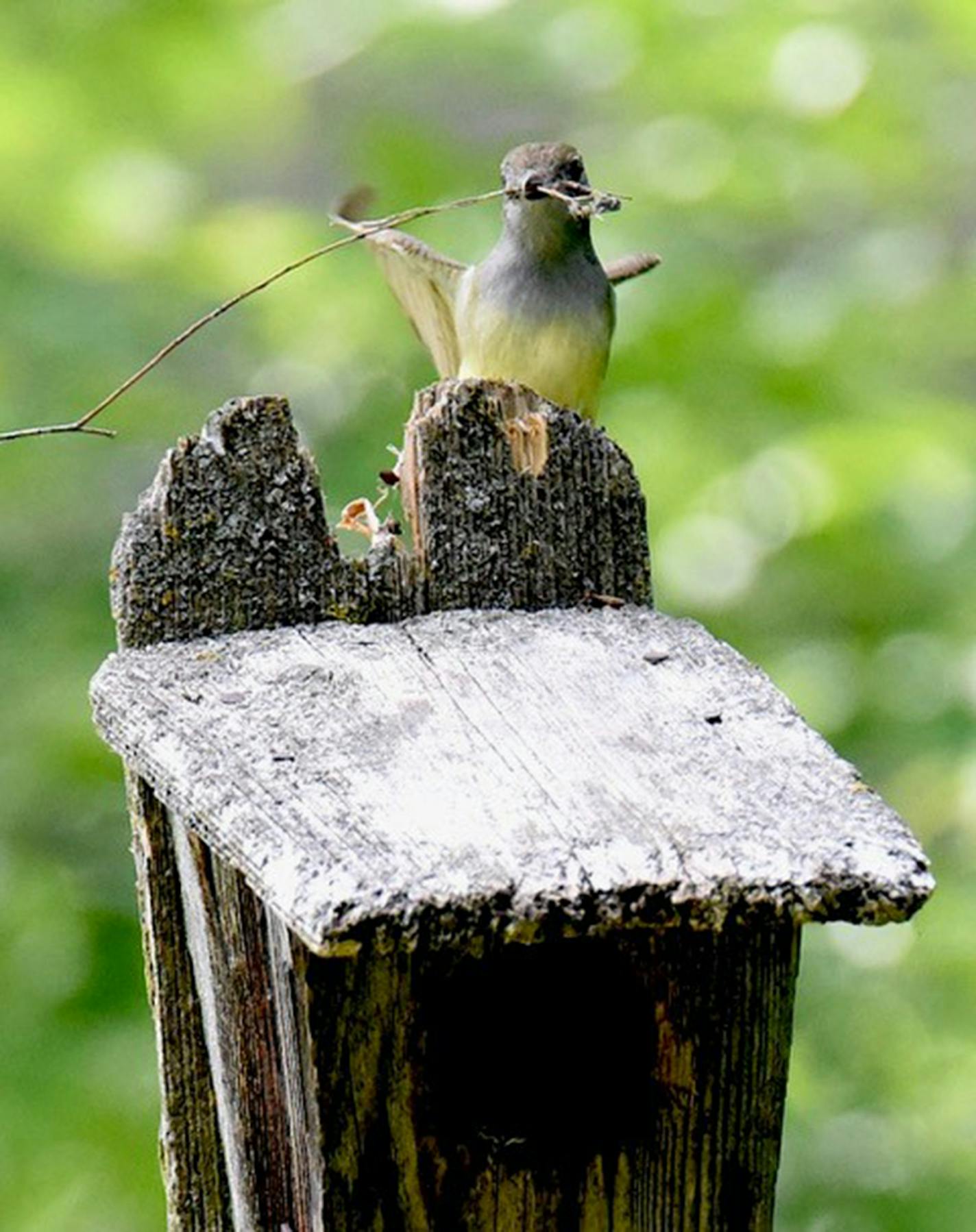 Female great crested flycatcher. Photo by Jim Williams