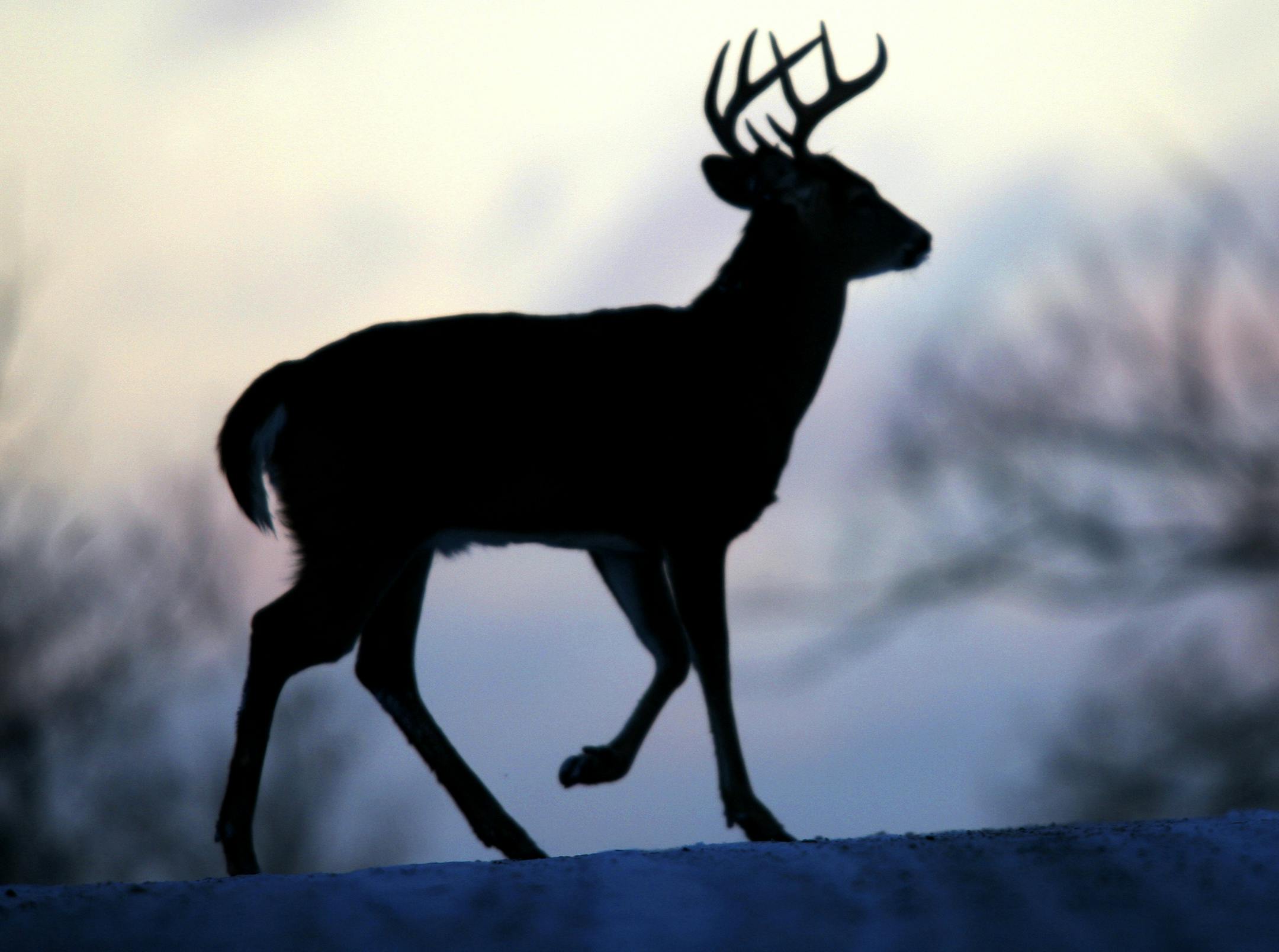Duluth, MN 12/19/2005 BRIAN PETERSON √Ø brianp@startribune.com Whitetail buck, Duluth. Although photography captures images in a fraction of a second, it also allows you to slow down, observe, and take notice of the changing seasons. From the delicate feathered ice crystals formed on your window on a sub zero day, to the majesty of Minnehaha Falls frozen in place like a sculpture of itself, the images of the season can be found all around you. But as our days become filled with work