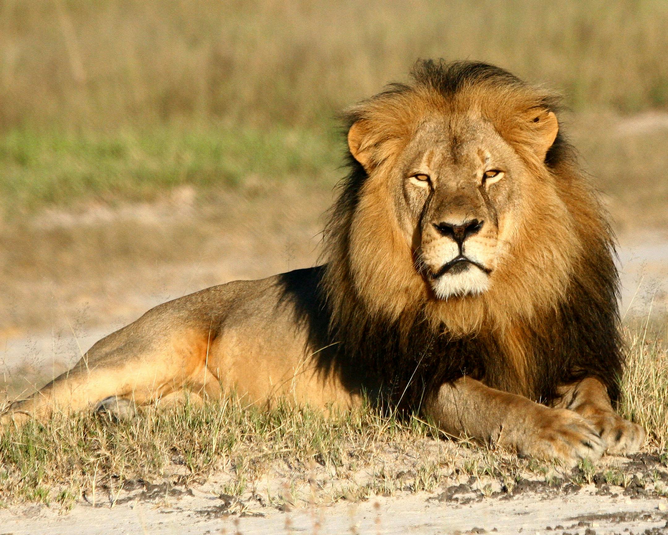 In this undated photo provided by the Wildlife Conservation Research Unit, Cecil the lion rests in Hwange National Park, in Hwange, Zimbabwe. Two Zimbabweans arrested for illegally hunting a lion appeared in court Wednesday, July 29, 2015. The head of ZimbabweÌs safari association said the killing was unethical and that it couldnÌt even be classified as a hunt, since the lion killed by an American dentist was lured into the kill zone. (Andy Loveridge/Wildlife Conservation Research Unit