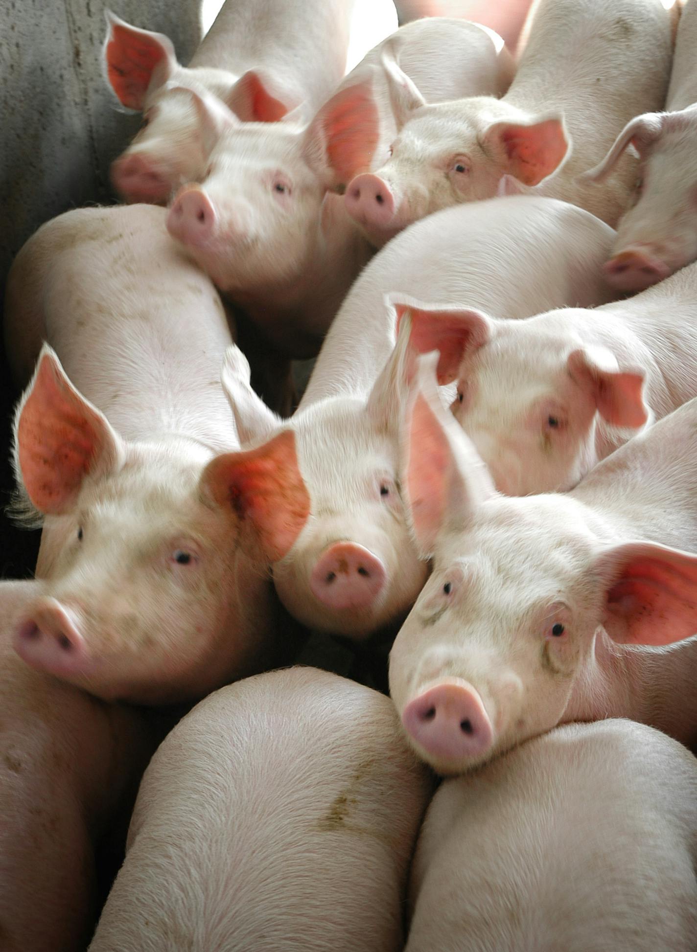 Faced with runaway feed and energy costs, the pork industry has gone months without turning a profit. Analysts say it will be a year, possibly longer, before prices and costs break even. Some pig farms likely will close.