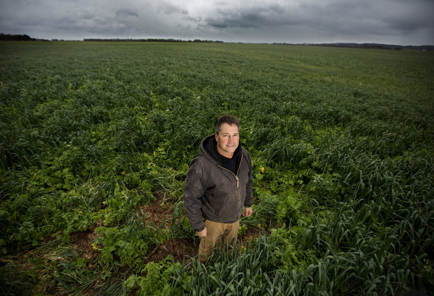 Farmer Dave Lochen stands amid the cover crop he planted to contain run-off from his field near Pearl Lake. ] Brian.Peterson@startribune.com Kimball, MN - 10/30/2015