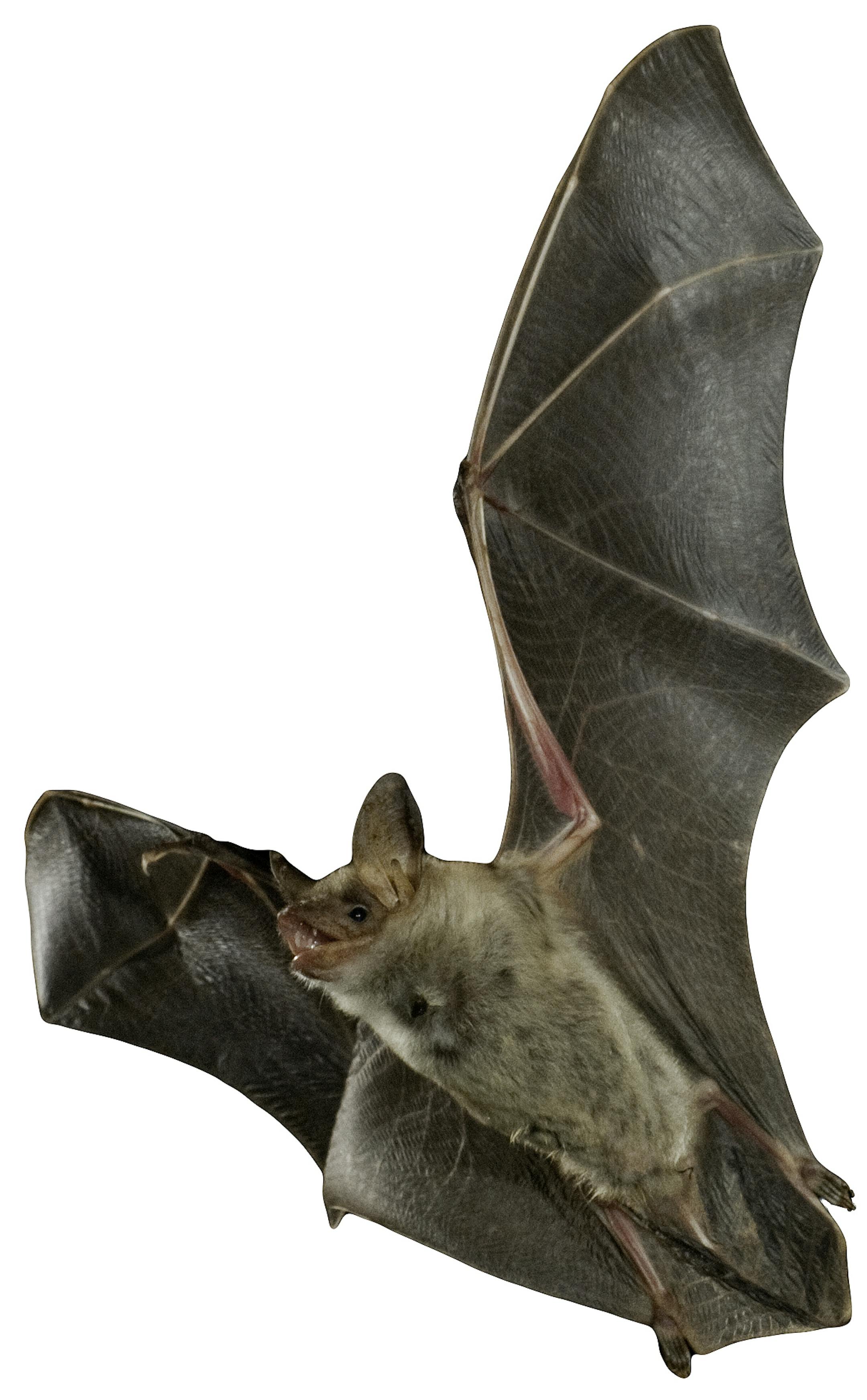 Bat buzzard, myotis myotis, flying with white background