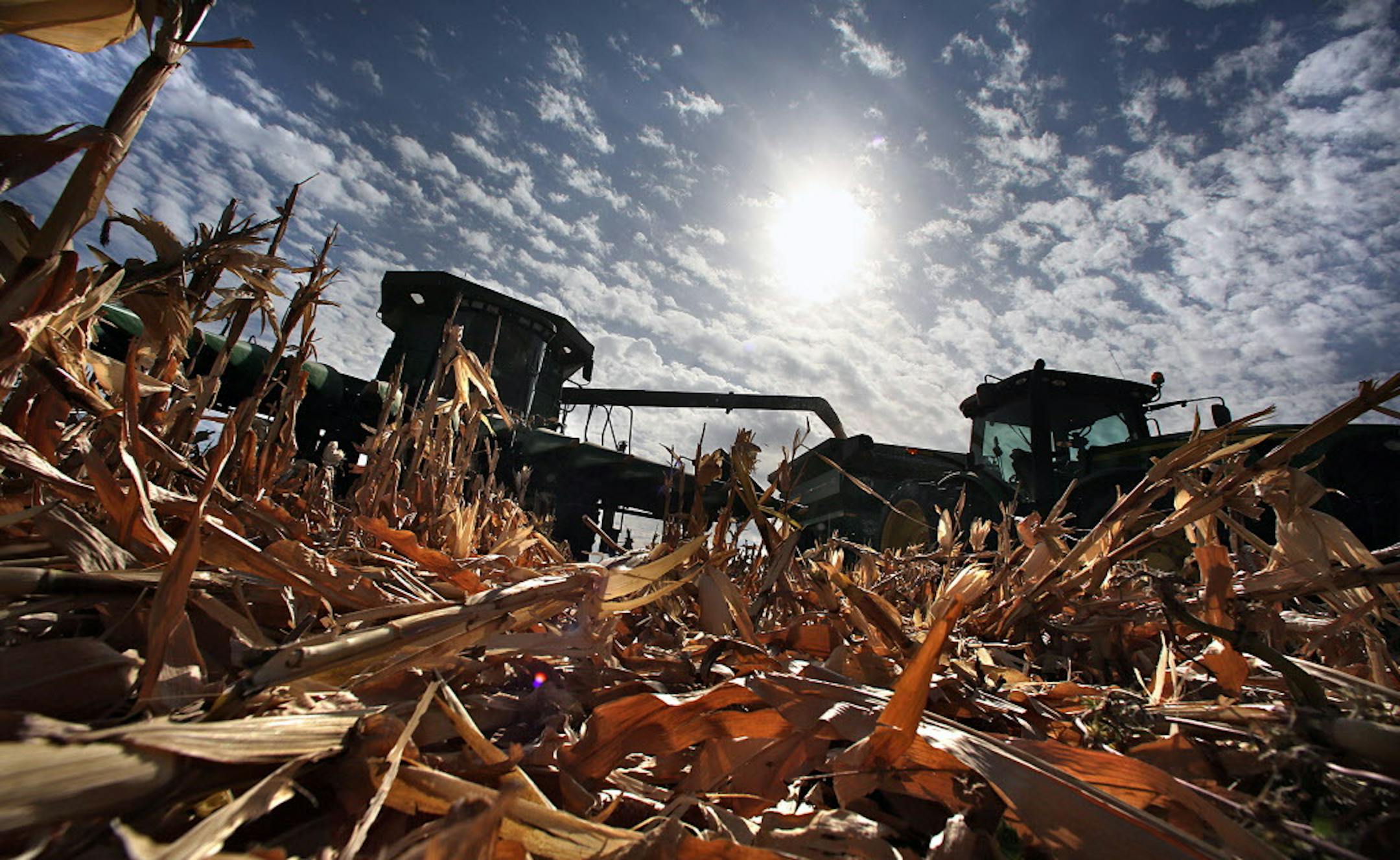 Eden Valley farmer Tom Haag emptied corn into a holding wagon used to shuttle the grain to a nearby semi-trailer for transport back to the farmstead and a storage container. ] JIM GEHRZ‚Ä¢jgehrz@startribune.com (JIM GEHRZ/STAR TRIBUNE) / Oct. 3, 2012 / 1:15 PM, Eden Valley, MN**BACKGROUND INFO- The soybean and corn harvests are underway and well ahead of schedule in Minnesota. Despite severe drought in some parts of the nation and dry conditions here, Minnesota farmers are doing