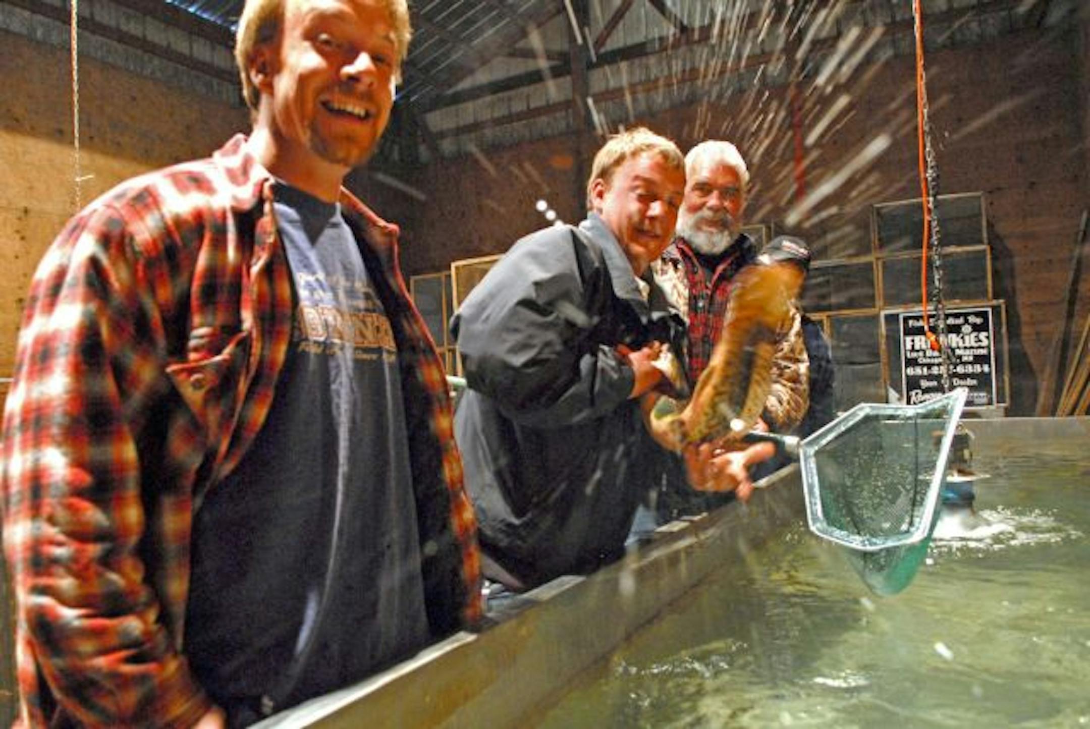 Joe Dusenka struggles with a dogfish while his brother, Bud, left, looks on. Fishing guide Dick Grzywinski, right, caught the dogfish — a rarity through the ice. The dogfish and a variety of other more typical Minnesota species, including walleyes, largemouth bass and northern pike, will be displayed in the fish tank at the Northwest Sportshow later this week. Next to Grzywinski and hidden behind the convulsing dogfish is Frankie Dusenka.