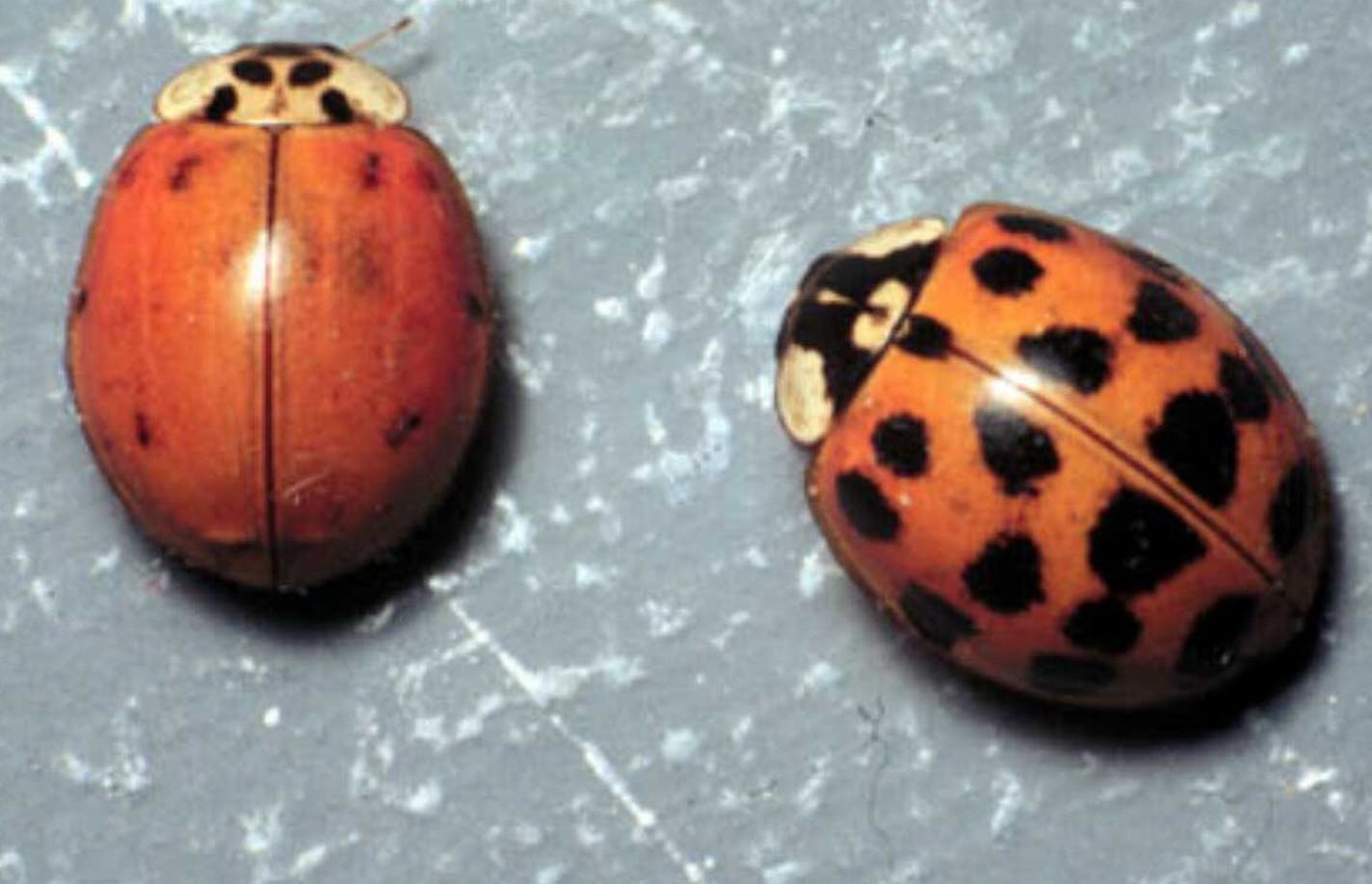 Asian lady beetles