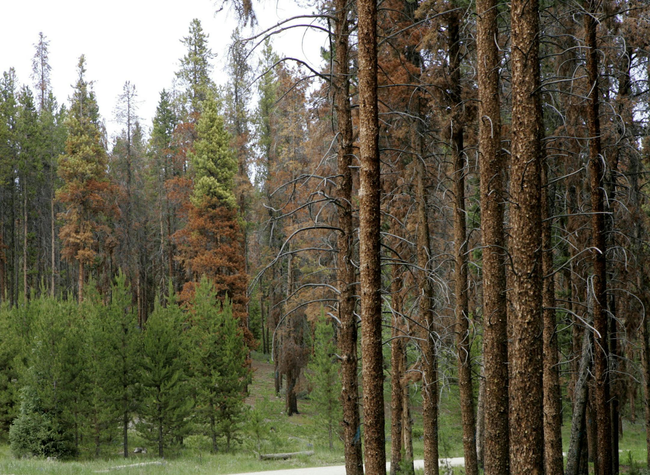 ** ADVANCE FOR JULY 23-24 ** Pine trees in the White River National Forest near Frisco, Colo., on July 5, 2005, glow rusty red after being killed by the mountain pine beetle. Forest Service figures show that 8.6 million acres of pine trees were killed in 12 western state last year by the pine beetle.(AP Photo/Ed Andrieski) ORG XMIT: COEA805