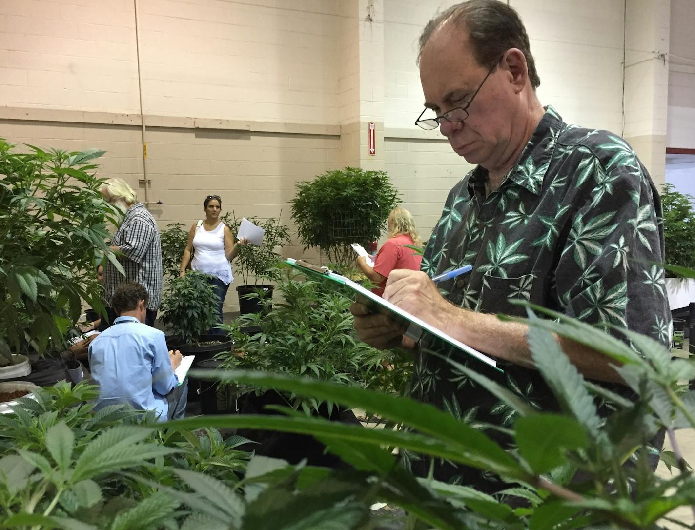 In this Aug. 13, 2016 photo, Ed Rosenthal, nicknamed the "Ganja Guru," judges marijuana plants at a competition designed to select nine specimens for display at the Oregon State Fair. The exhibit of live marijuana plants will run from Aug. 26 to Sept. 5 and will be the first time real pot plants have been open for public viewing at the annual agricultural showcase. Oregonians voted to legalize recreational marijuana in November 2014. (AP Photo/Gillian Flaccus)