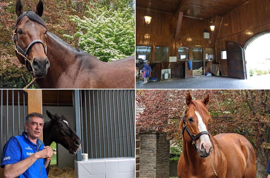 Triple Crown winners American Pharoah, upper left, and Justify, bottom right, are two top stallions. Medaglia d’Oro, bottom left, is king of the Jonabell Farm barn.