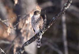 Photo by Bob Hilbert. A satiated sharp-shinned hawk surveys backyard birds.