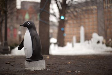 A penguin that was part of the fast-fading ice sculptures of a St. Paul Winter Carnival contest clung Tuesday to a disappearing ice block sitting in t